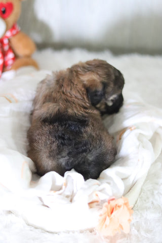 Bagel - Available 6/11