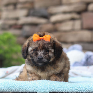 Brandy - Available 6/11
