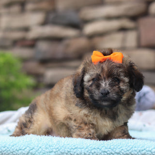 Brandy - Available 6/11