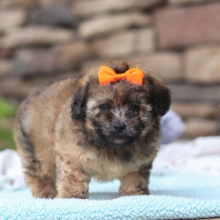 Brandy - Available 6/11