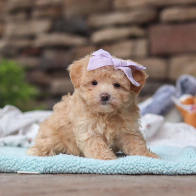 Blythe - Available 6/11