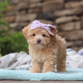 Blythe - Available 6/11