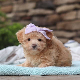 Blythe - Available 6/11