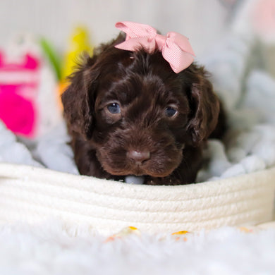 Mabel - Available 5/14