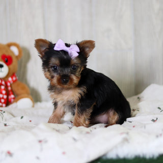 Tara - Available 5/21
