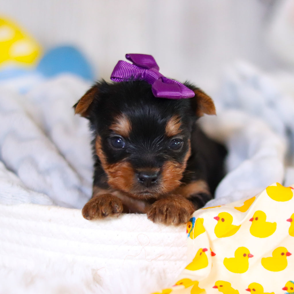 Tara - Available 5/21