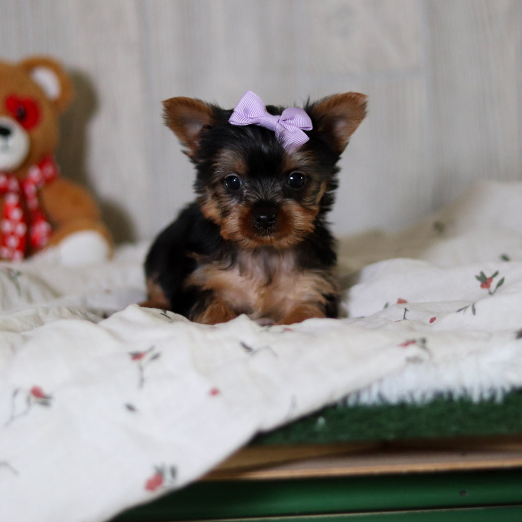Tara - Available 5/21