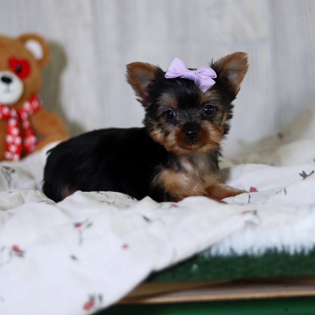 Tara - Available 5/21