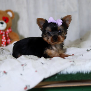 Tara - Available 5/21