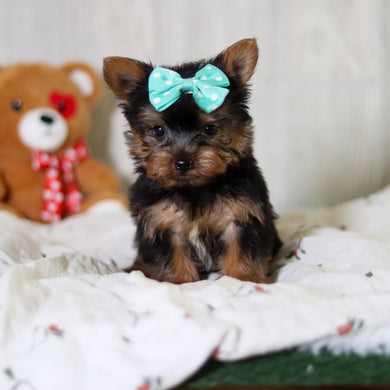 Tess - Available 5/21