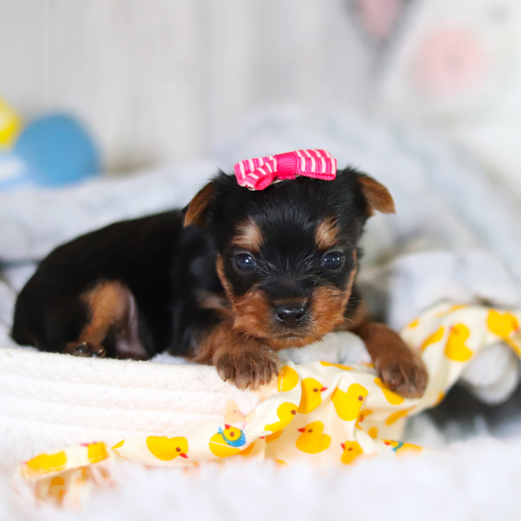 Tiffy - Available 5/14
