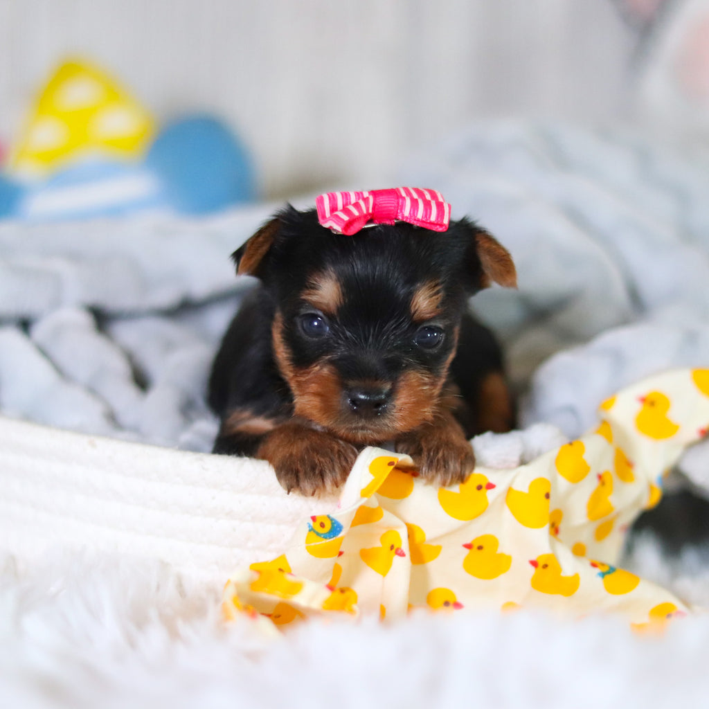 Tiffy - Available 5/14