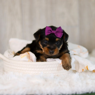 Cookie - Available 5/28