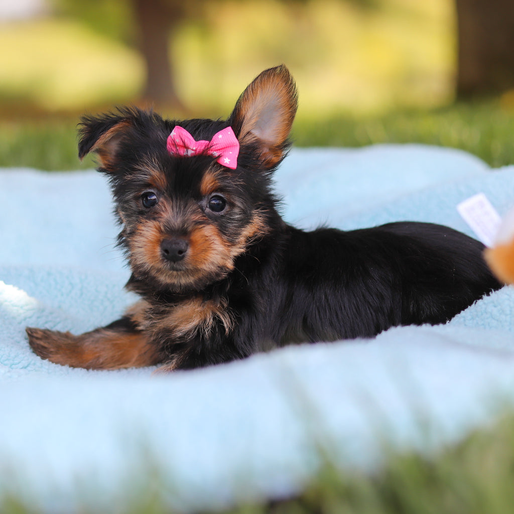 Cookie - Available 5/28