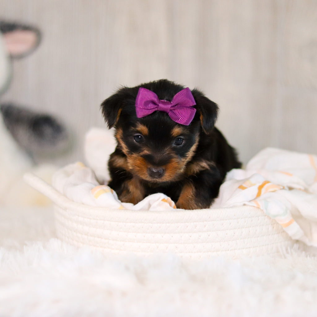 Cookie - Available 5/28