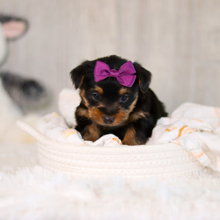 Cookie - Available 5/28
