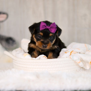 Cookie - Available 5/28