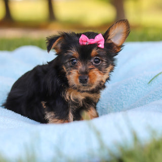 Cookie - Available 5/28