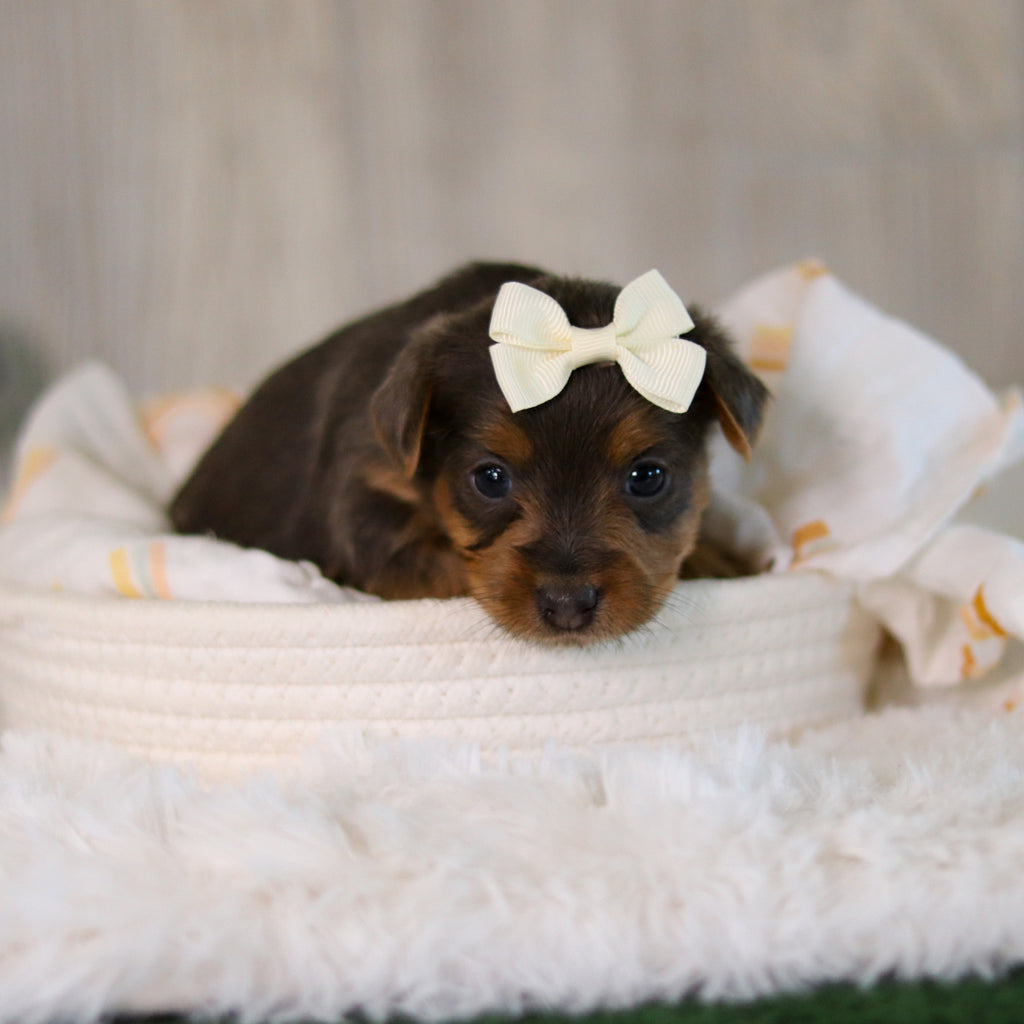 Cinnamon - Available Now