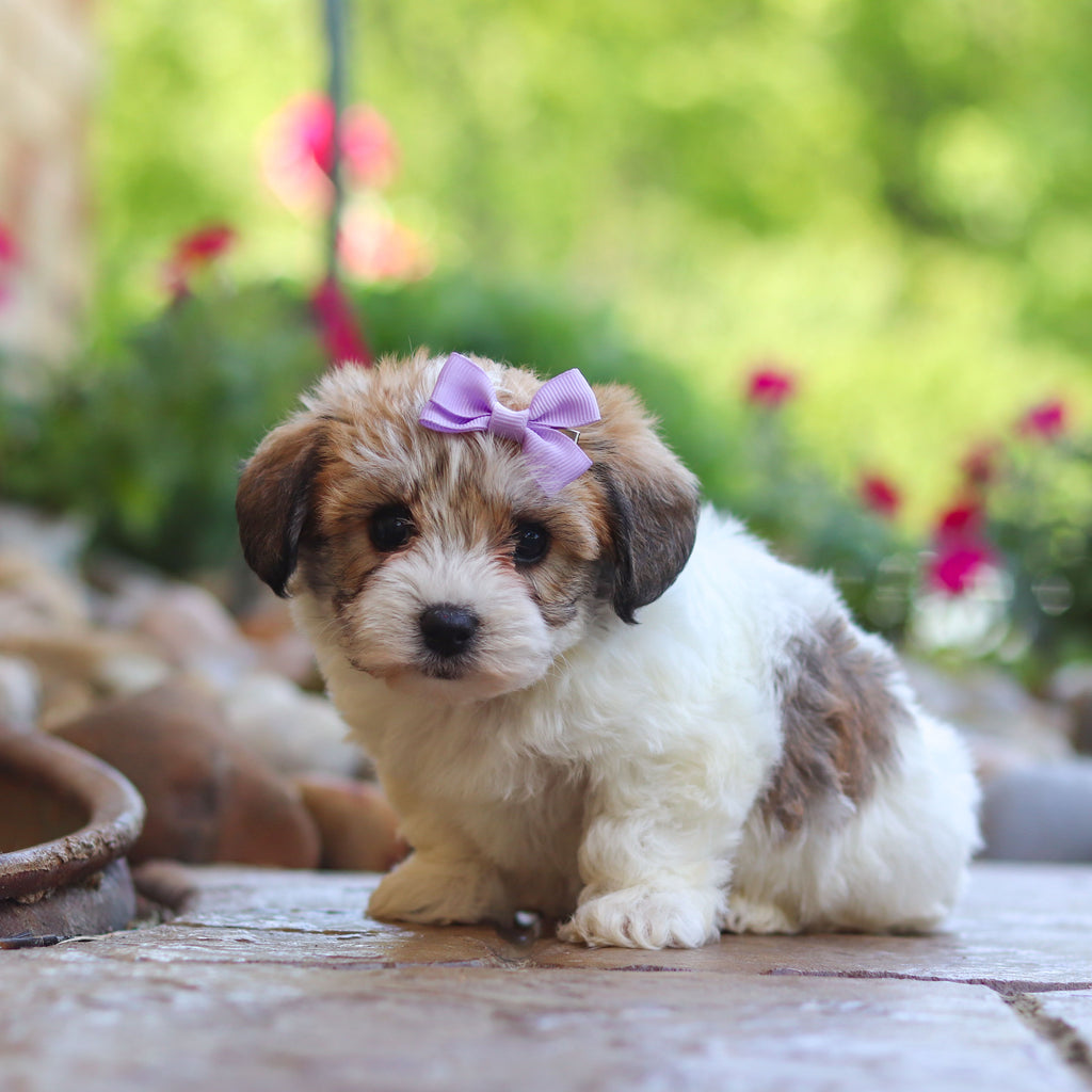 Addie - Available 6/5