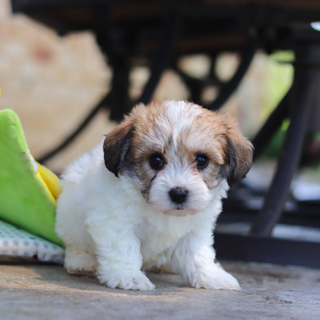 Addie - Available 6/5