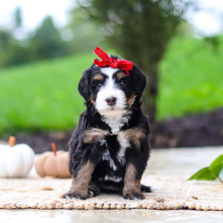 Oaklyn - Available 10/22