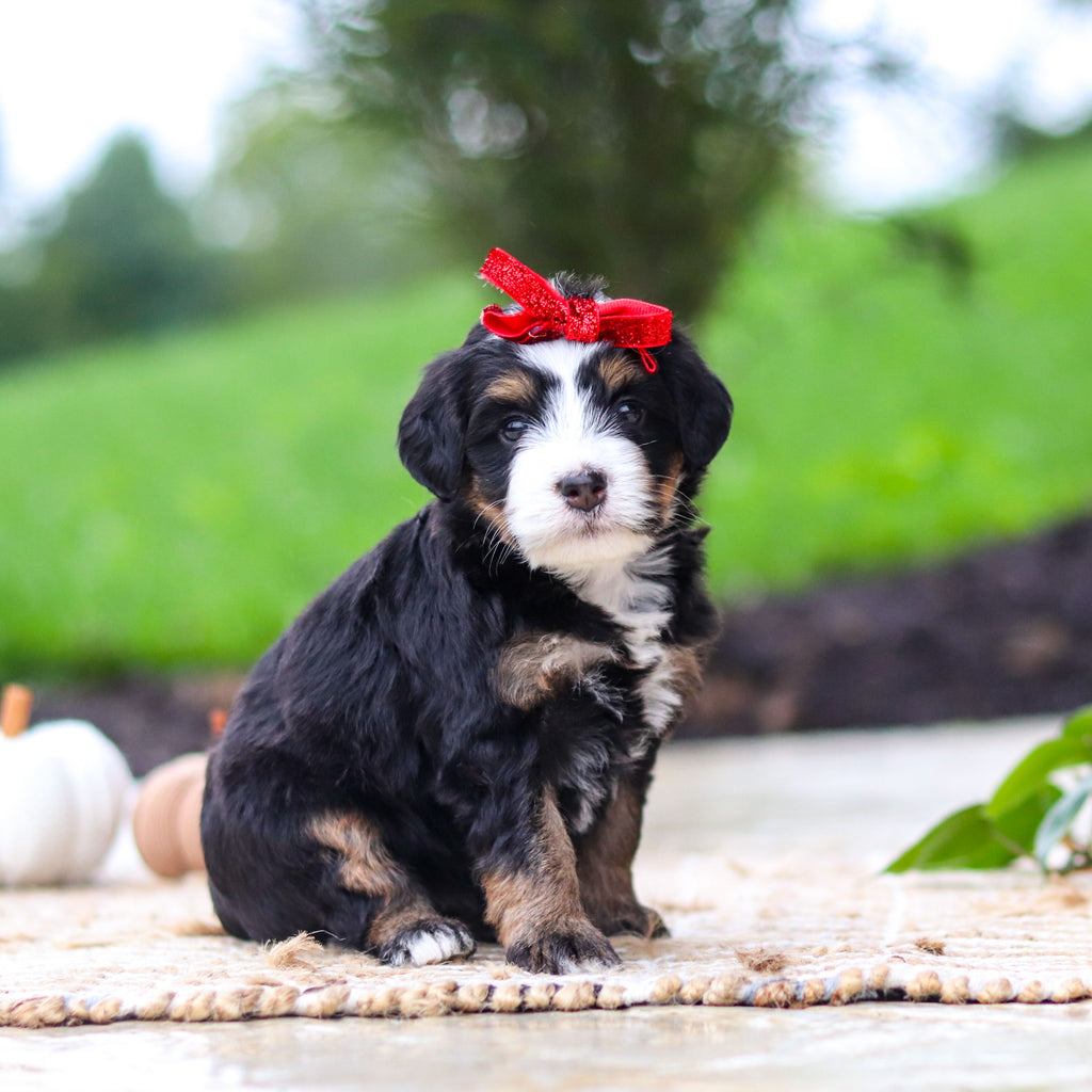 Oaklyn - Available 10/22