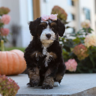 Oaklyn - Available 10/22