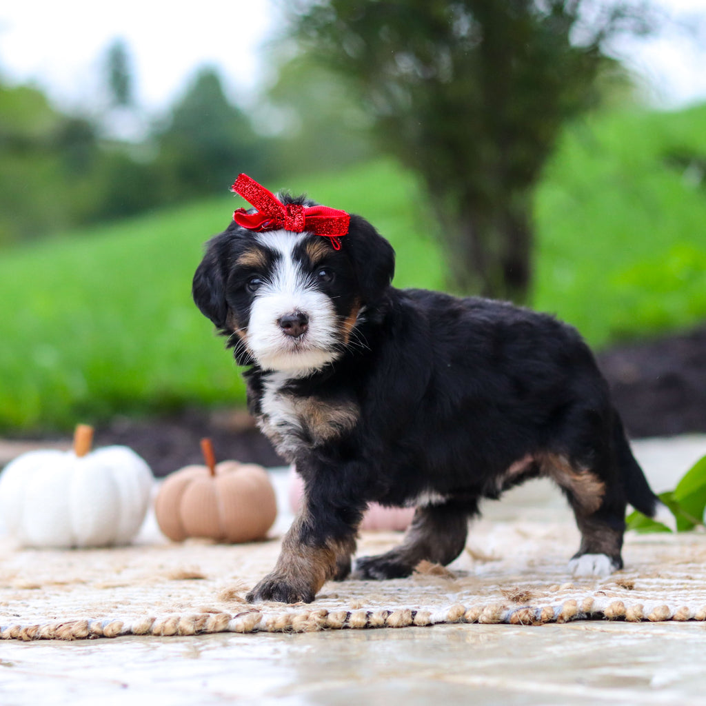 Oaklyn - Available 10/22