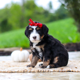 Oaklyn - Available 10/22