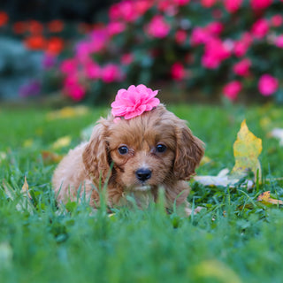 Maya - Available 10/29