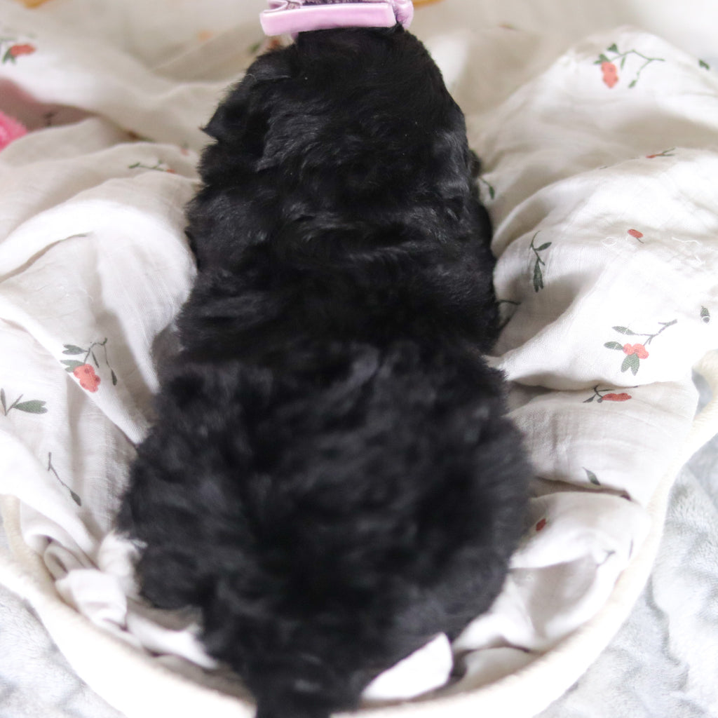 Delilah - Available 4/2