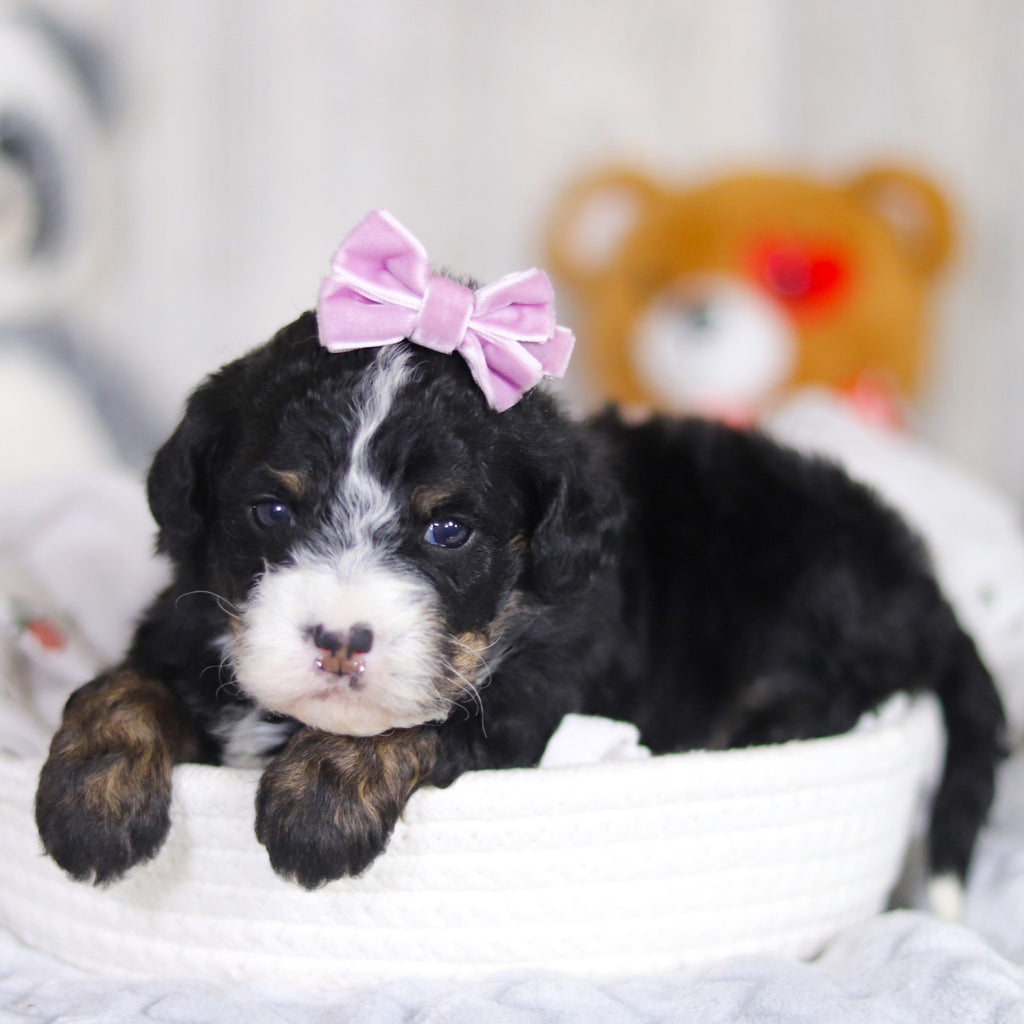 Delilah - Available 4/2