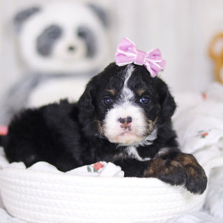 Delilah - Available 4/2