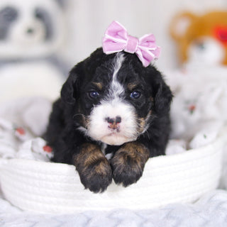 Delilah - Available 4/2