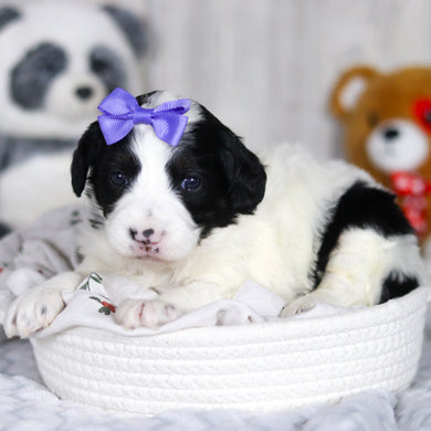 Darcy - Available 4/2