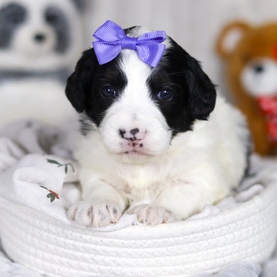 Darcy - Available 4/2