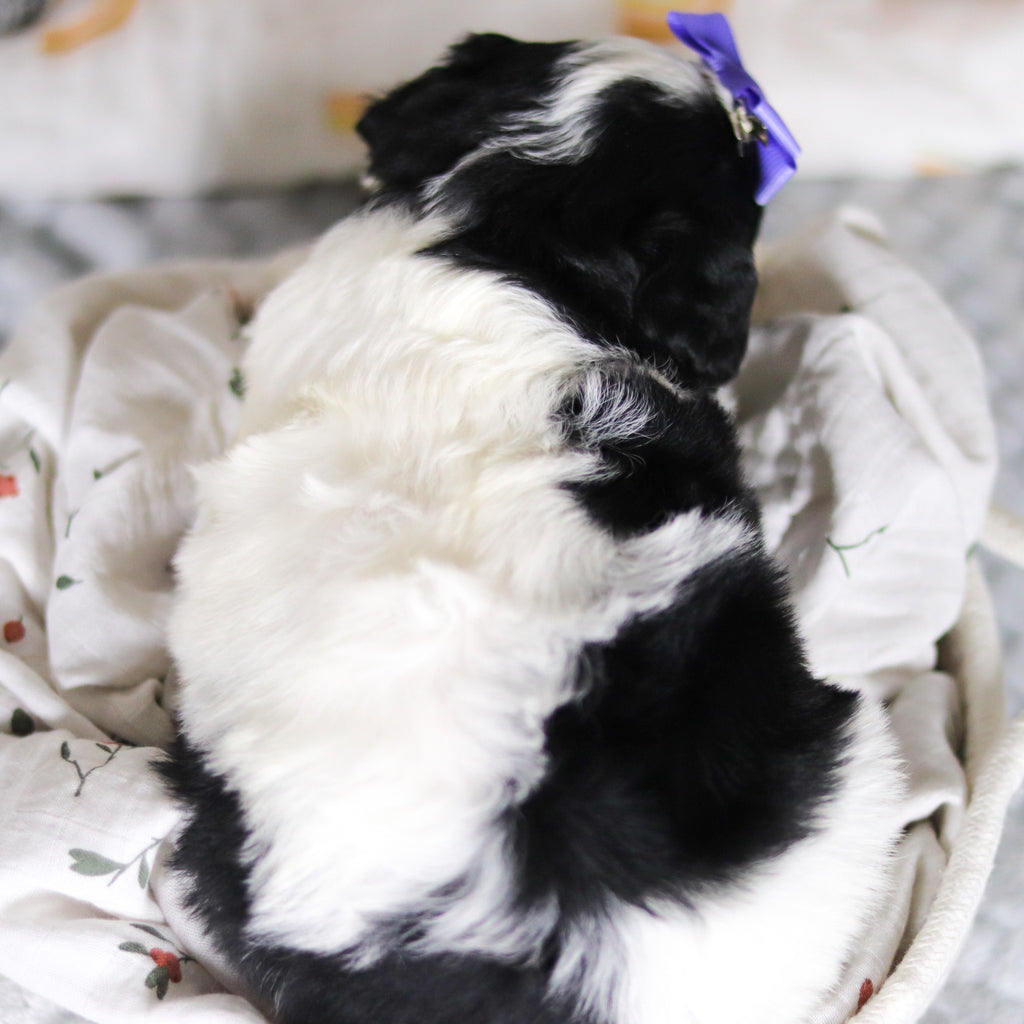 Darcy - Available Now