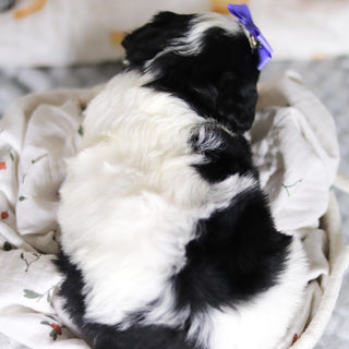 Darcy - Available Now