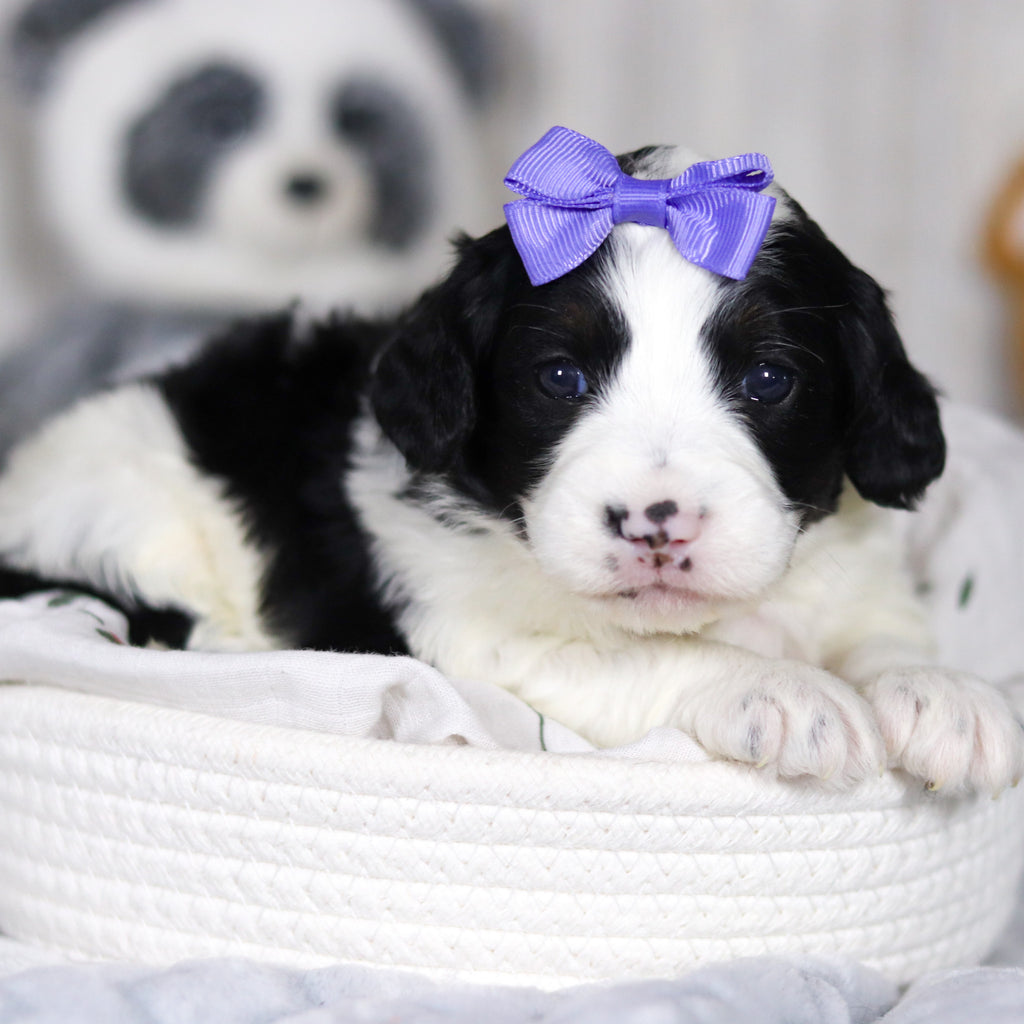 Darcy - Available Now