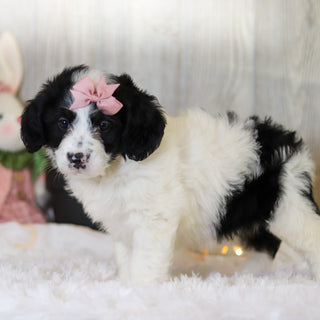 Darcy - Available Now