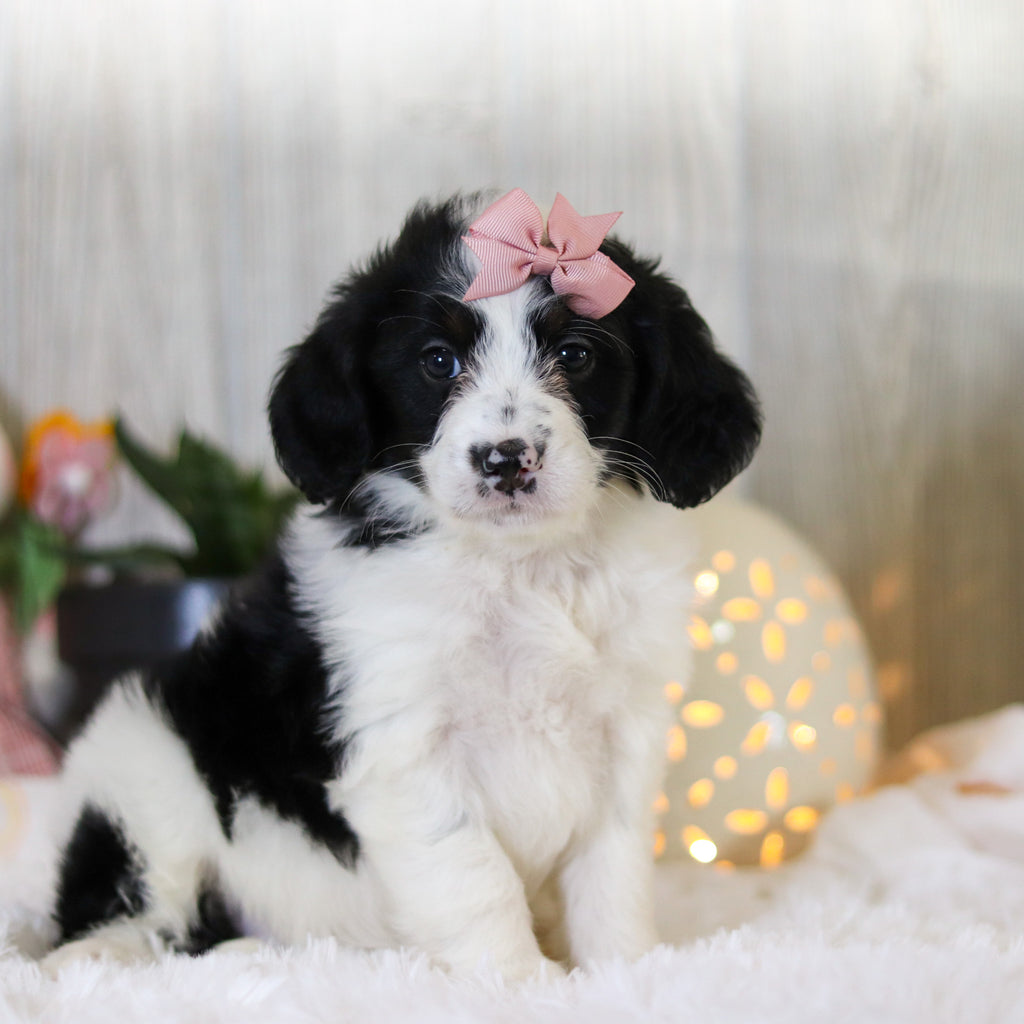 Darcy - Available Now