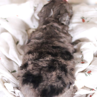 Louise - Available 4/2