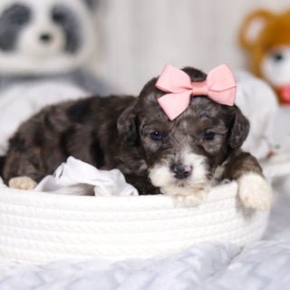 Louise - Available 4/2