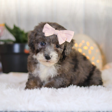 Louise - Available 4/2