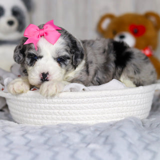 Lottie - Available 4/2