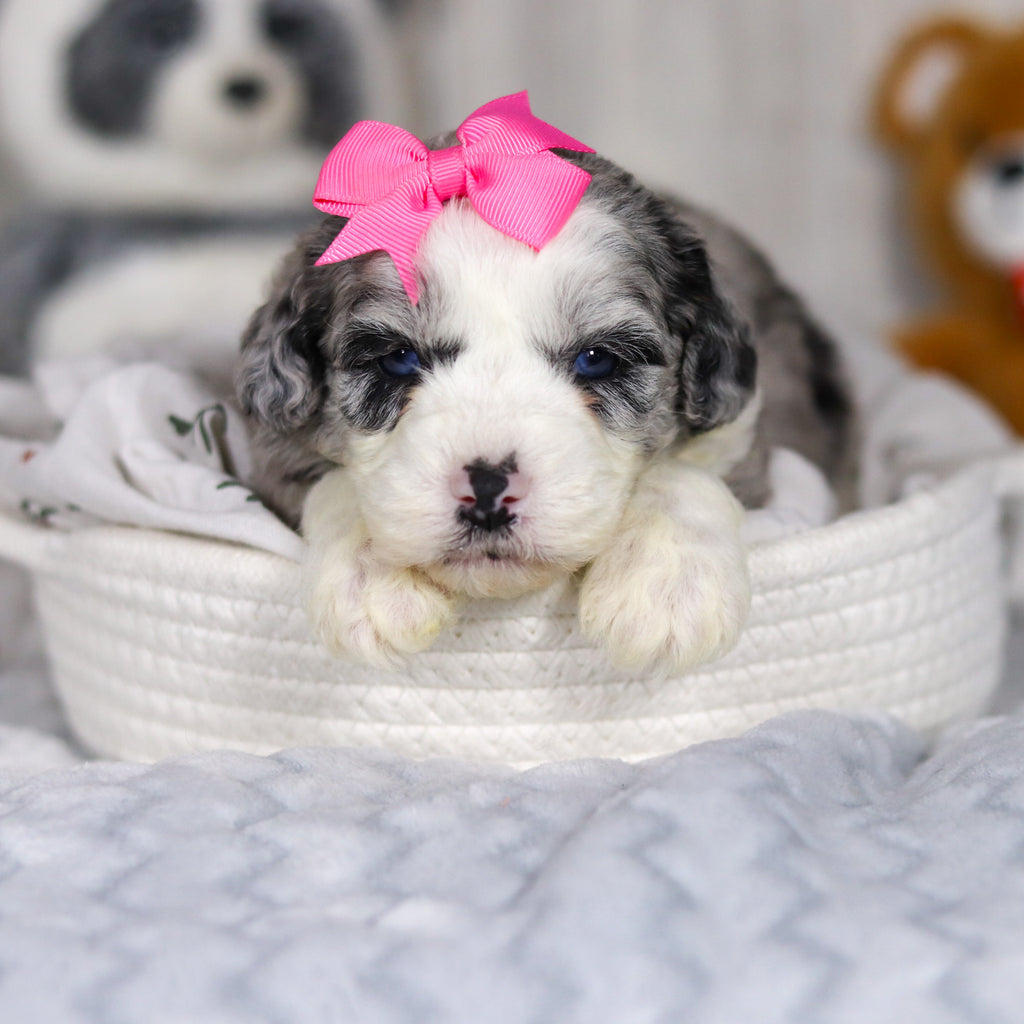 Lottie - Available 4/2