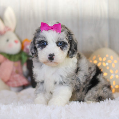 Lottie - Available 4/2