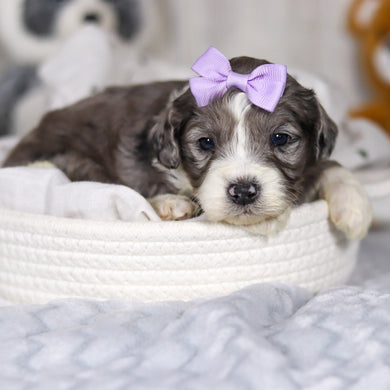 Laken - Available 4/2