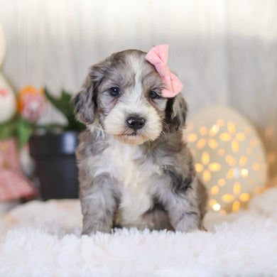 Laken - Available 4/2